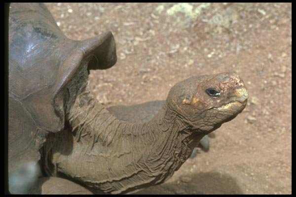 087079 Saddleback Tortoise A4 Photo Print