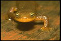 087080 California Newt A4 Photo Print