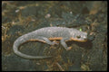 087081 Rough Skin Newt A4 Photo Print