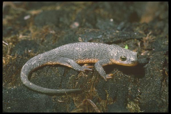 087081 Rough Skin Newt A4 Photo Print