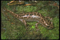 087082 Pacific Giant Salamander A4 Photo Print