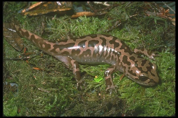 087082 Pacific Giant Salamander A4 Photo Print