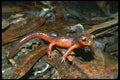 087083 Yellow Eyed Salamander A4 Photo Print