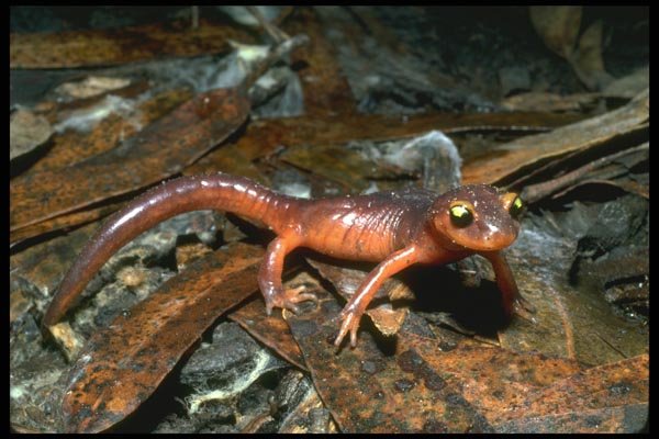087083 Yellow Eyed Salamander A4 Photo Print