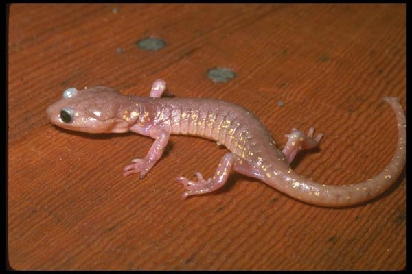 087084 Arboreal Salamander A4 Photo Print