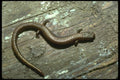 087085 Slender Salamander A4 Photo Print