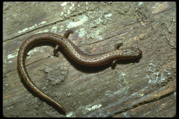 087085 Slender Salamander A4 Photo Print