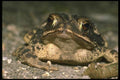 087086 Gulf Coast Toad A4 Photo Print