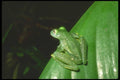 087087 Green Tree Frog A4 Photo Print