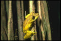 087088 Yellow Tree Frog A4 Photo Print