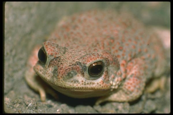 087089 Toad A4 Photo Print
