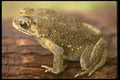 087090 Frog A4 Photo Print