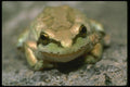 087091 Pacific Tree Frog A4 Photo Print