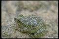 087092 California Tree Frog A4 Photo Print