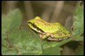 087093 Pacific Tree Frog A4 Photo Print
