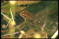 087094 Frog A4 Photo Print