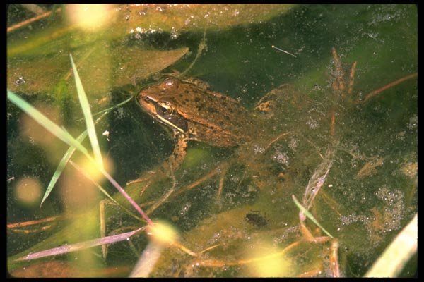 087094 Frog A4 Photo Print