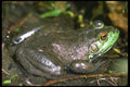 087095 Bull Frog A4 Photo Print