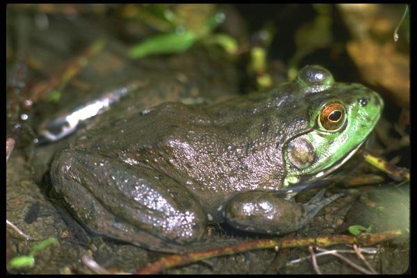 087095 Bull Frog A4 Photo Print