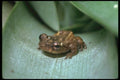 087096 Tree Frog A4 Photo Print