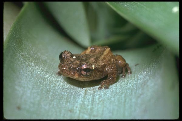 087096 Tree Frog A4 Photo Print