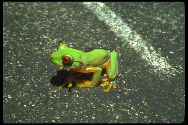 087097 Red Eyed Tree Frog A4 Photo Print