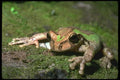 087098 Tree Frog A4 Photo Print