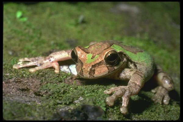 087098 Tree Frog A4 Photo Print