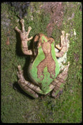 087099 Tree Frog A4 Photo Print