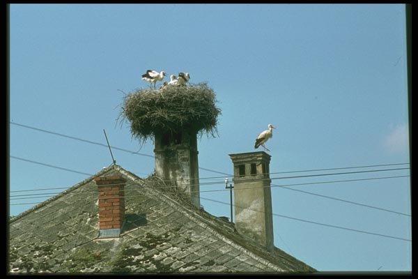 088070 Storks Nesting A4 Photo Print