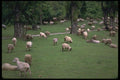088075 A Rural Scene A4 Photo Print