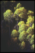 089051 Tele View Of Aspens A4 Photo Print