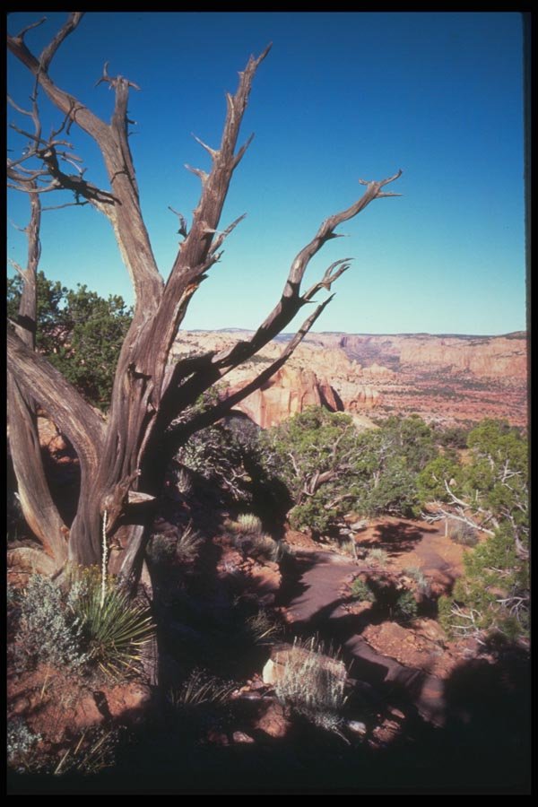 089052 Snag At Trailhead A4 Photo Print