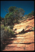 089060 Canyonside Scene A4 Photo Print