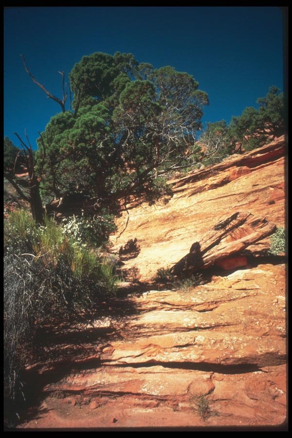 089060 Canyonside Scene A4 Photo Print