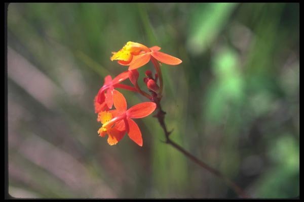 090018 Orange Flower Sierra Madre De Chiapas A4 Photo Print