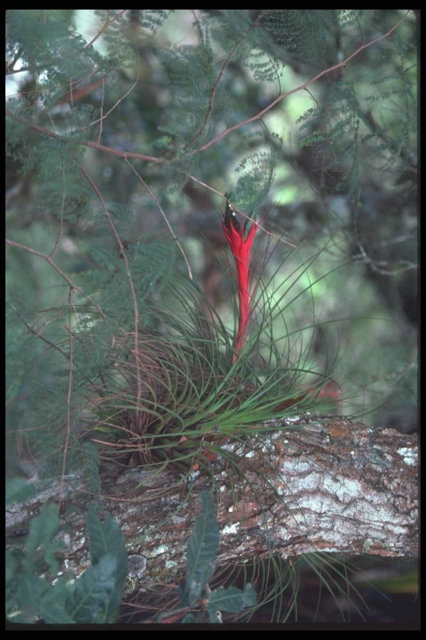 090019 Bromeliads In Flower Sierra Madre De Chiapas A4 Photo Print