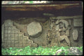 090040 Relief Carving Bonampak, Mayan Ruins A4 Photo Print
