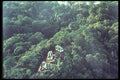 090043 Aerial View Yasheelan, Mayan Ruins A4 Photo Print