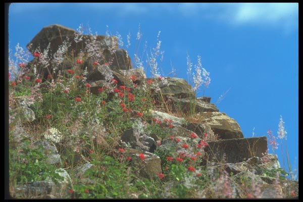 090061 Rocks With Red Flowers Montealban, Zapotec Ruins A4 Photo Print