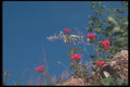 090062 Red Flowers Montealban, Zapotec Ruins A4 Photo Print