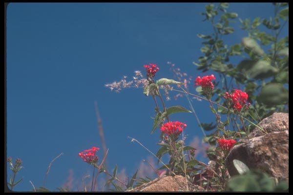 090062 Red Flowers Montealban, Zapotec Ruins A4 Photo Print