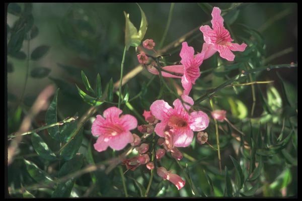 090063 Pink Flowers Montealban, Zapotec Ruins A4 Photo Print