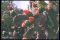 090086 Flowering Cactus A4 Photo Print