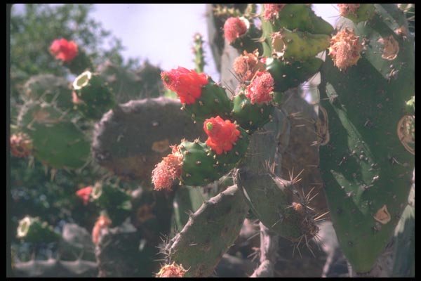 090086 Flowering Cactus A4 Photo Print