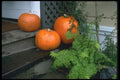 091001 Pumpkins On A Door Step, California, Mendocino A4 Photo Print