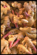 091004 Young Ginger Root A4 Photo Print