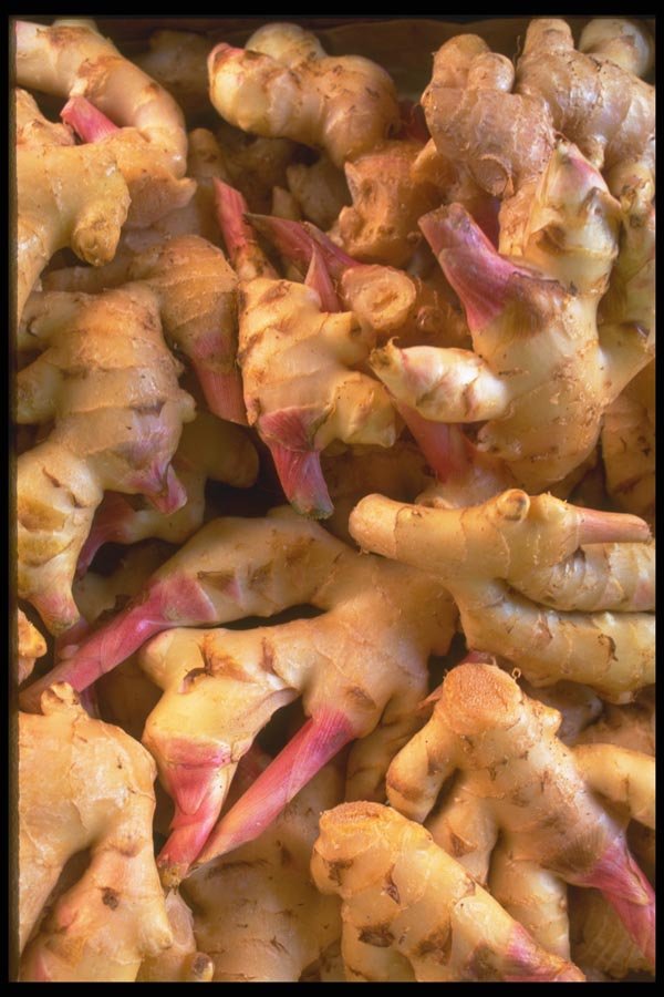 091004 Young Ginger Root A4 Photo Print