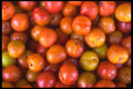 091007 Wickson Plums A4 Photo Print
