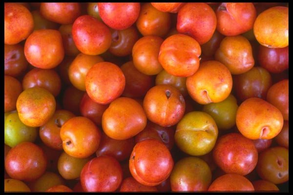 091007 Wickson Plums A4 Photo Print